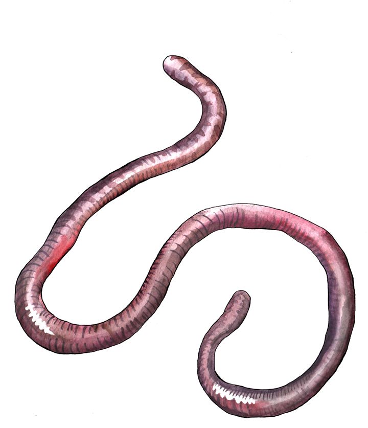 earthworm worm PNG    图片编号:50825