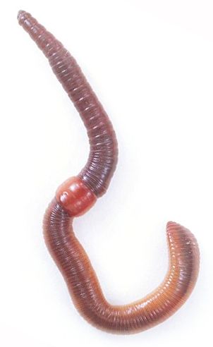 earthworm worm PNG    图片编号:50826
