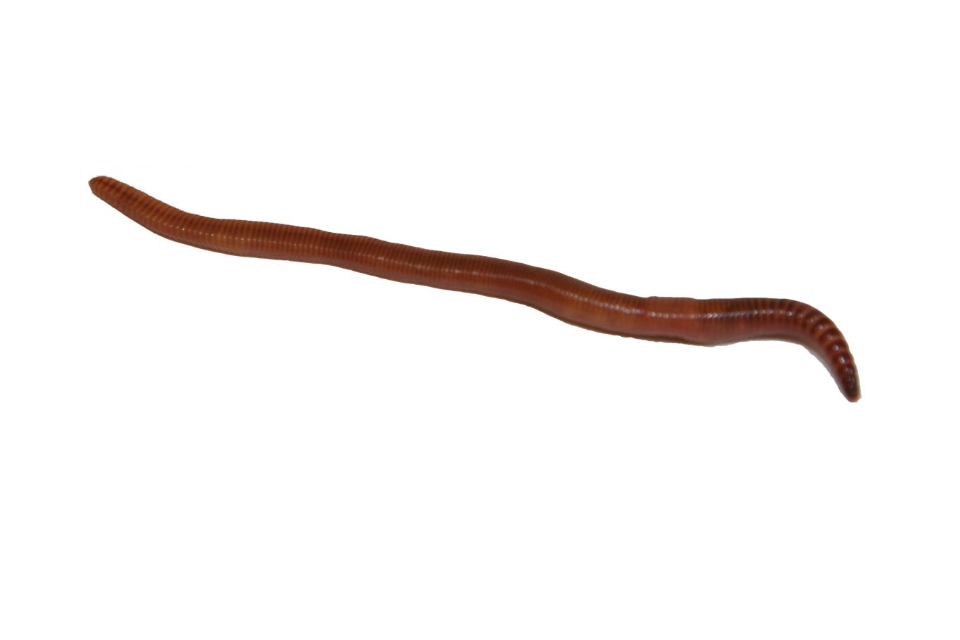 earthworm worm PNG    图片编号:50827