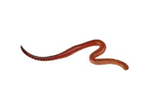 earthworm worm PNG    图片编号:50828
