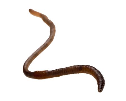 earthworm worm PNG    图片编号:50829