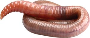 earthworm worm PNG    图片编号:50830