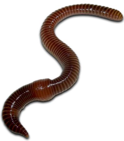earthworm worm PNG    图片编号:50831