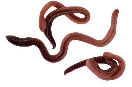 earthworm worm PNG    图片编号:50832