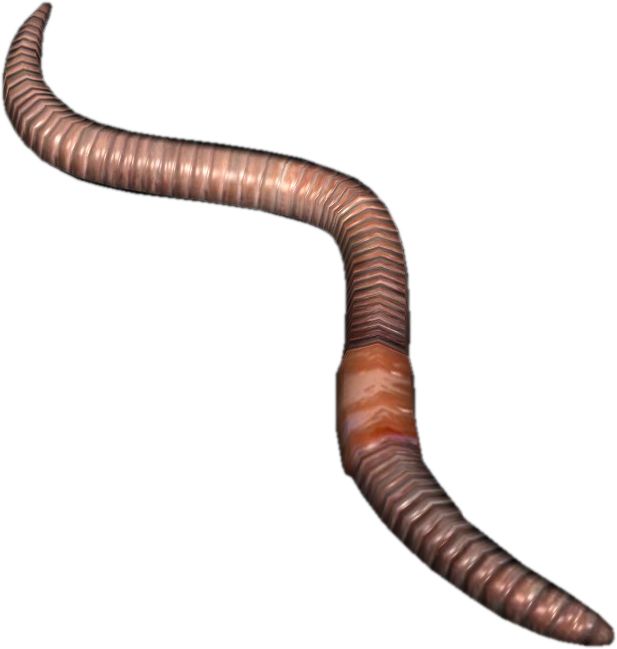 earthworm worm PNG    图片编号:50833