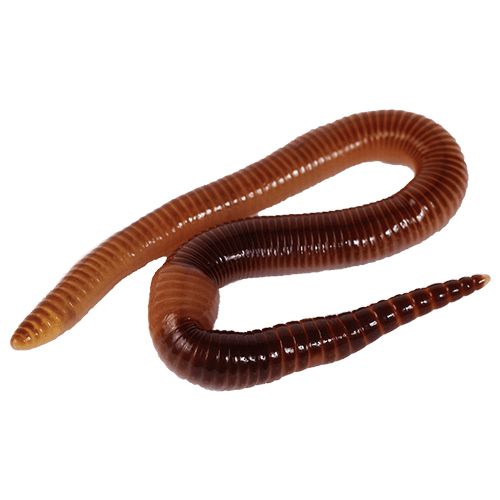 earthworm worm PNG    图片编号:50834