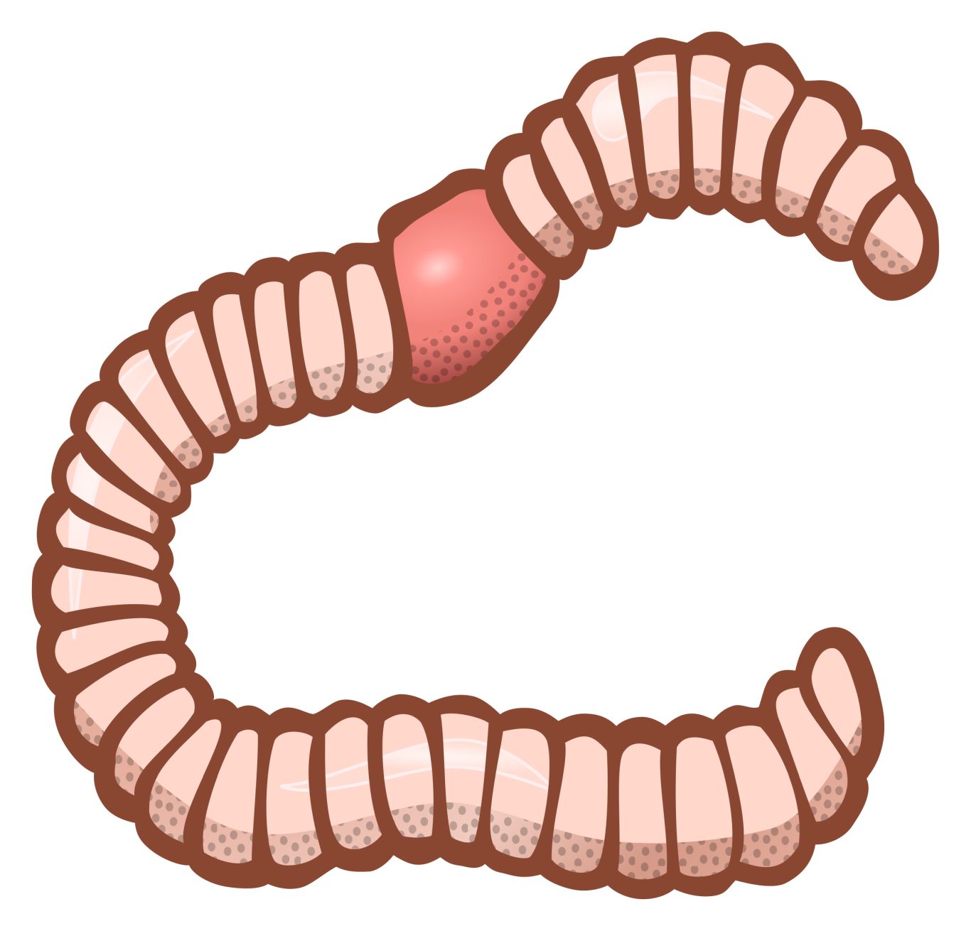 earthworm worm PNG    图片编号:50835