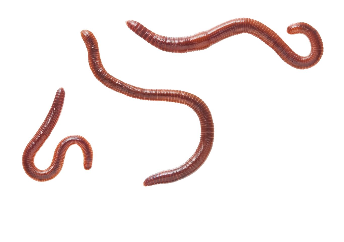 earthworm worm PNG    图片编号:50791