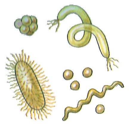 Bacteria PNG    图片编号:43357