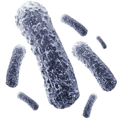 Bacteria PNG    图片编号:43399