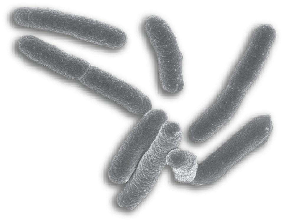 Bacteria PNG    图片编号:43401