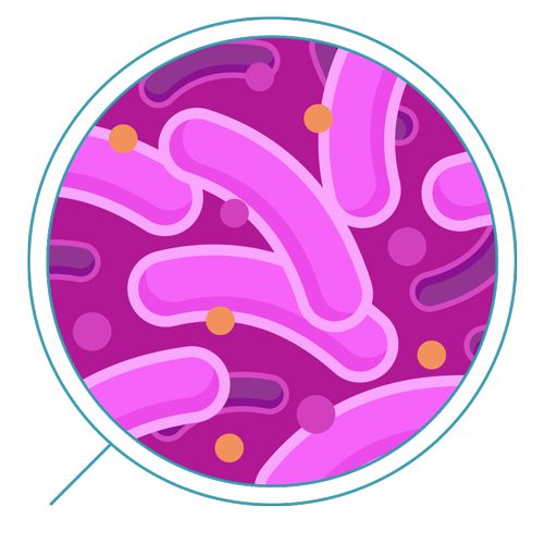 Bacteria PNG    图片编号:43403