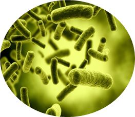 Bacteria PNG    图片编号:43361