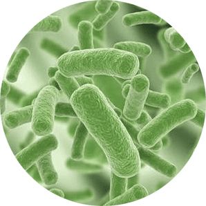 Bacteria PNG    图片编号:43410