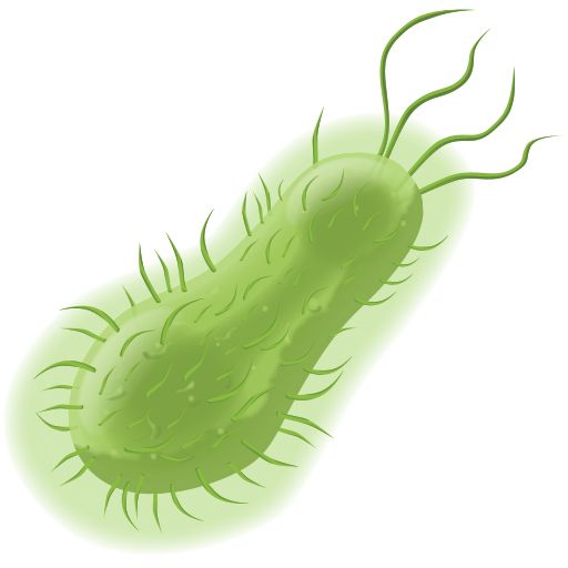 Bacteria PNG    图片编号:43365