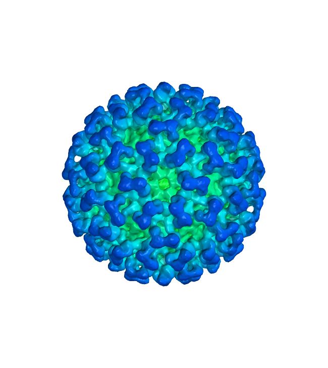 Coronavirus PNG    图片编号:92528