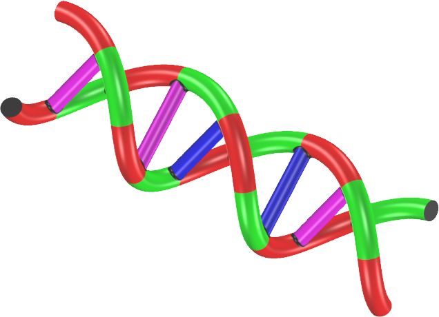 DNA PNG    图片编号:48555