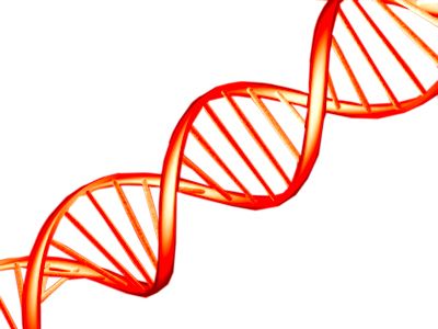 DNA PNG    图片编号:48558