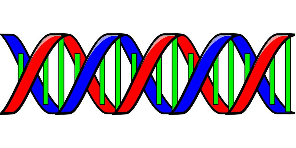 DNA PNG    图片编号:48578