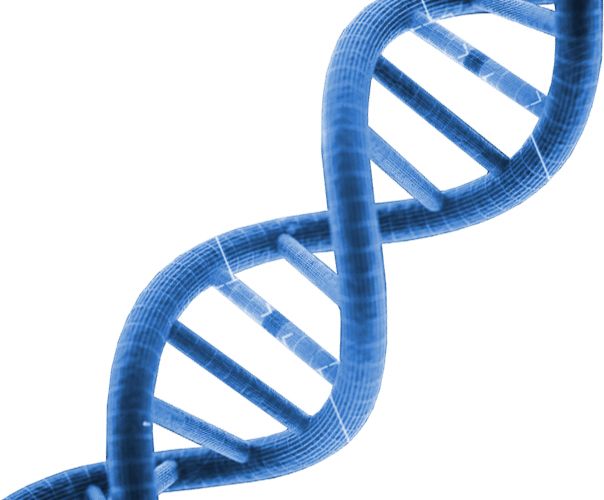 DNA PNG    图片编号:48595