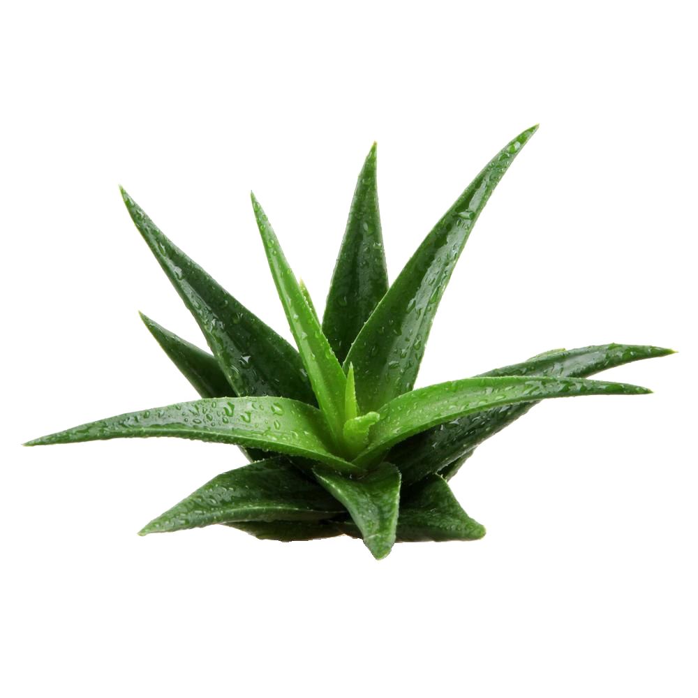 Aloe vera PNG     图片编号:104841