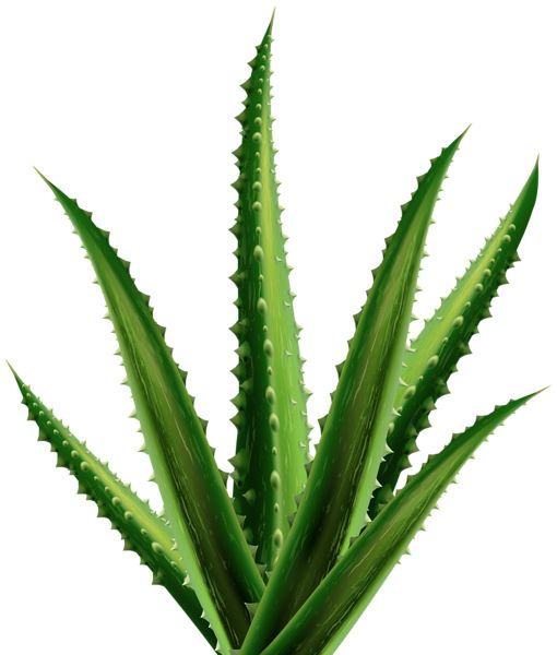 Aloe vera PNG     图片编号:104843