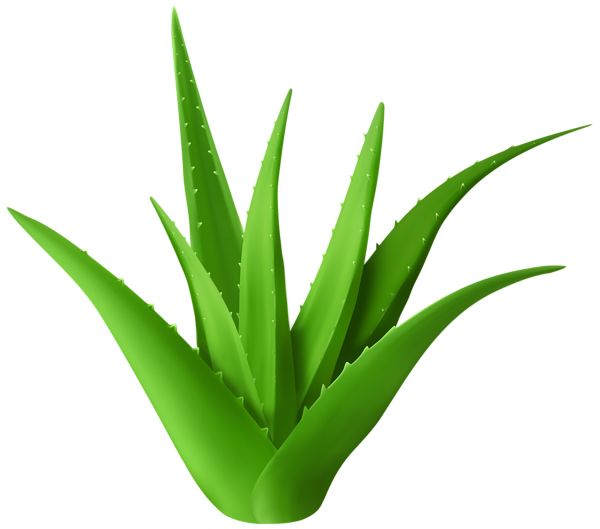 Aloe vera PNG     图片编号:104844