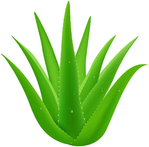 Aloe vera PNG     图片编号:104847