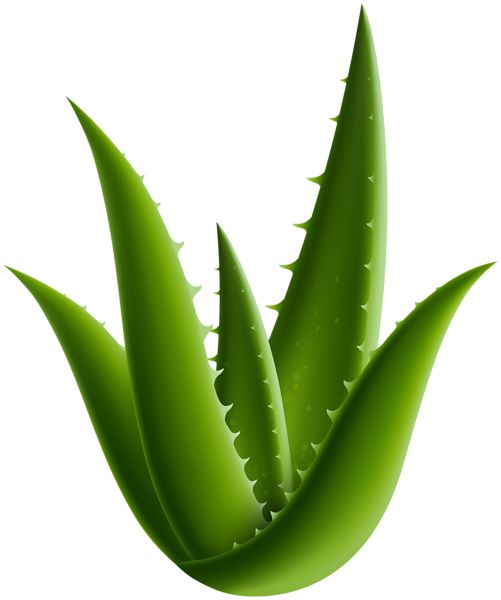 Aloe vera PNG     图片编号:104849