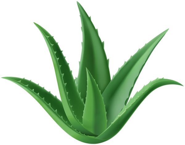 Aloe vera PNG     图片编号:104850