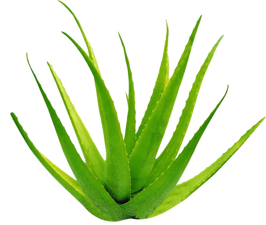 Aloe vera PNG     图片编号:104833