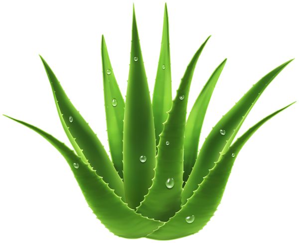 Aloe vera PNG     图片编号:104851