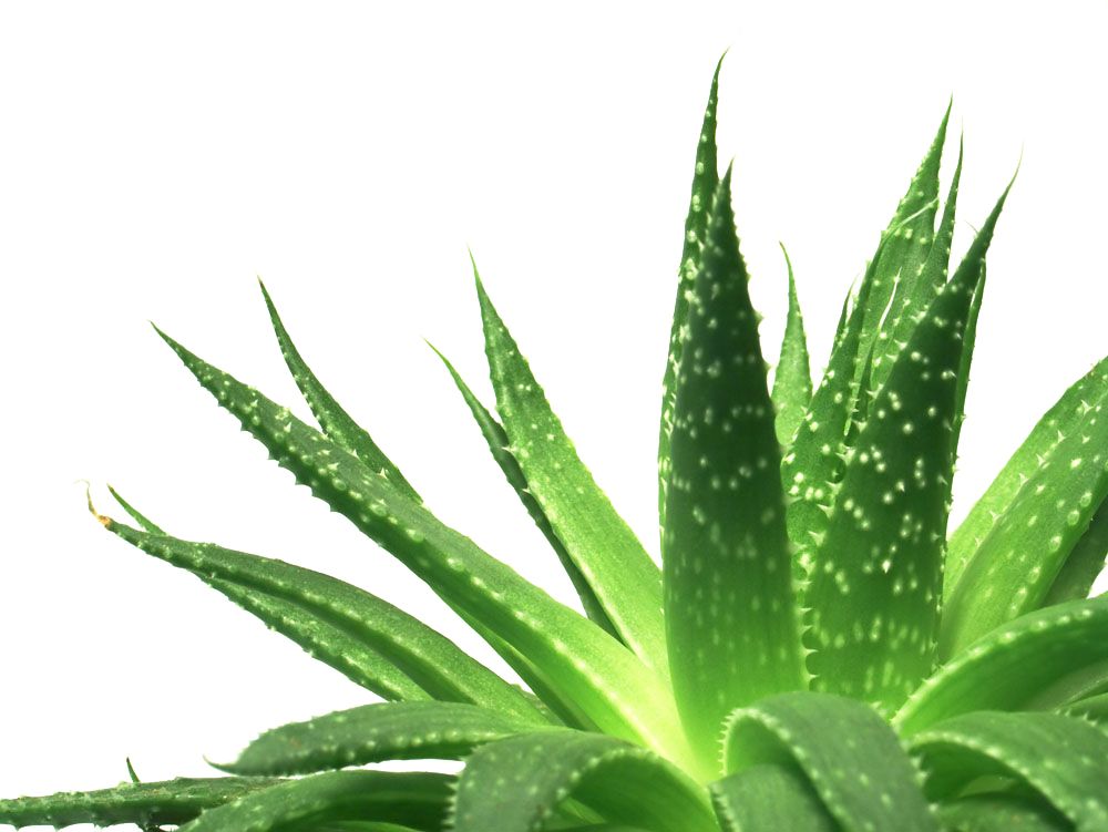 Aloe vera PNG     图片编号:104852