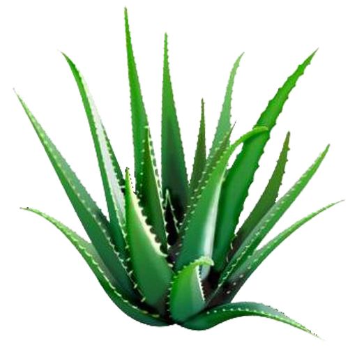 Aloe vera PNG     图片编号:104858