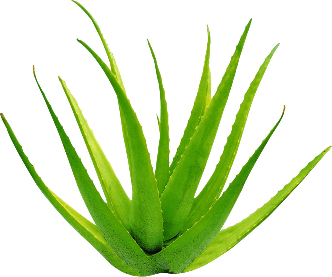 Aloe vera PNG     图片编号:104862