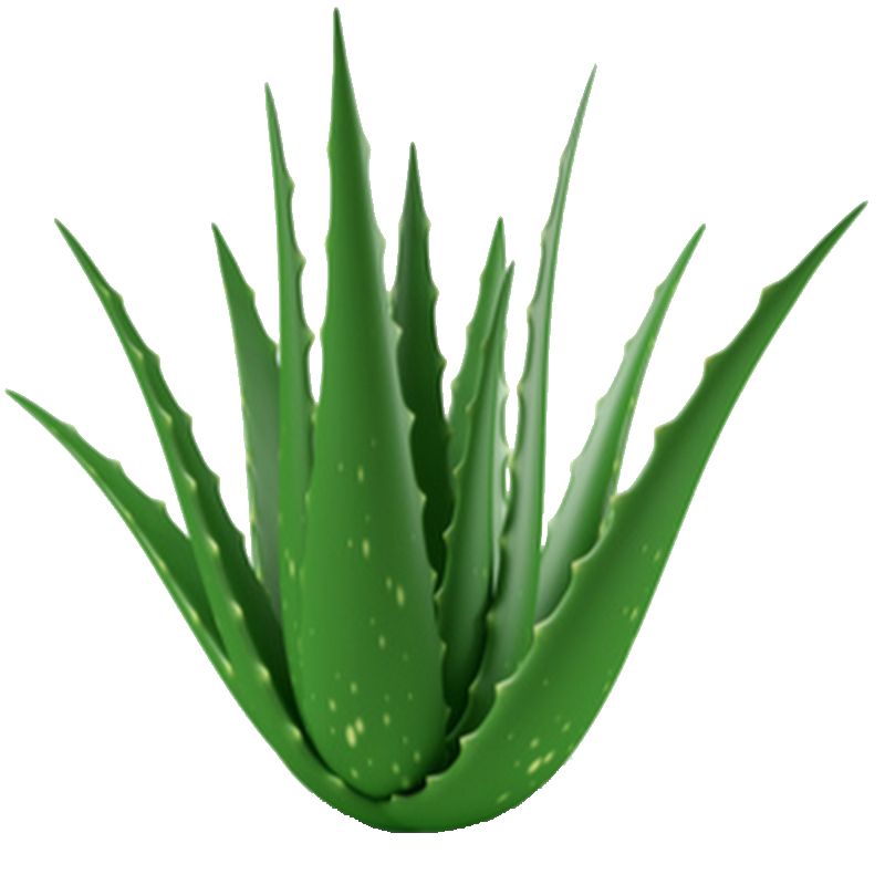 Aloe vera PNG     图片编号:104867
