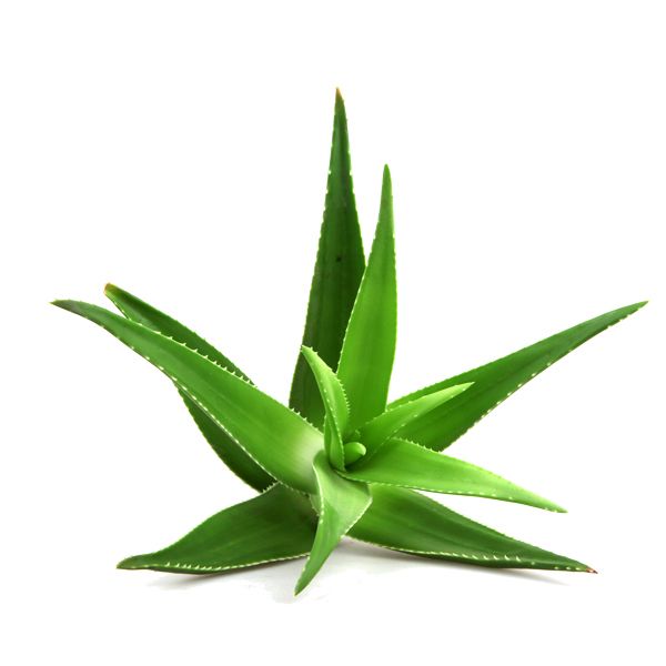 Aloe vera PNG     图片编号:104878
