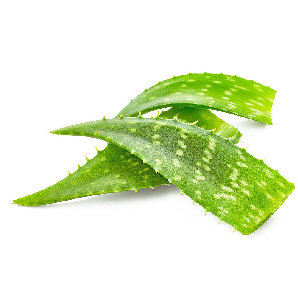 Aloe vera PNG     图片编号:104837