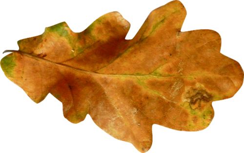 autumn PNG leaf     图片编号:3570