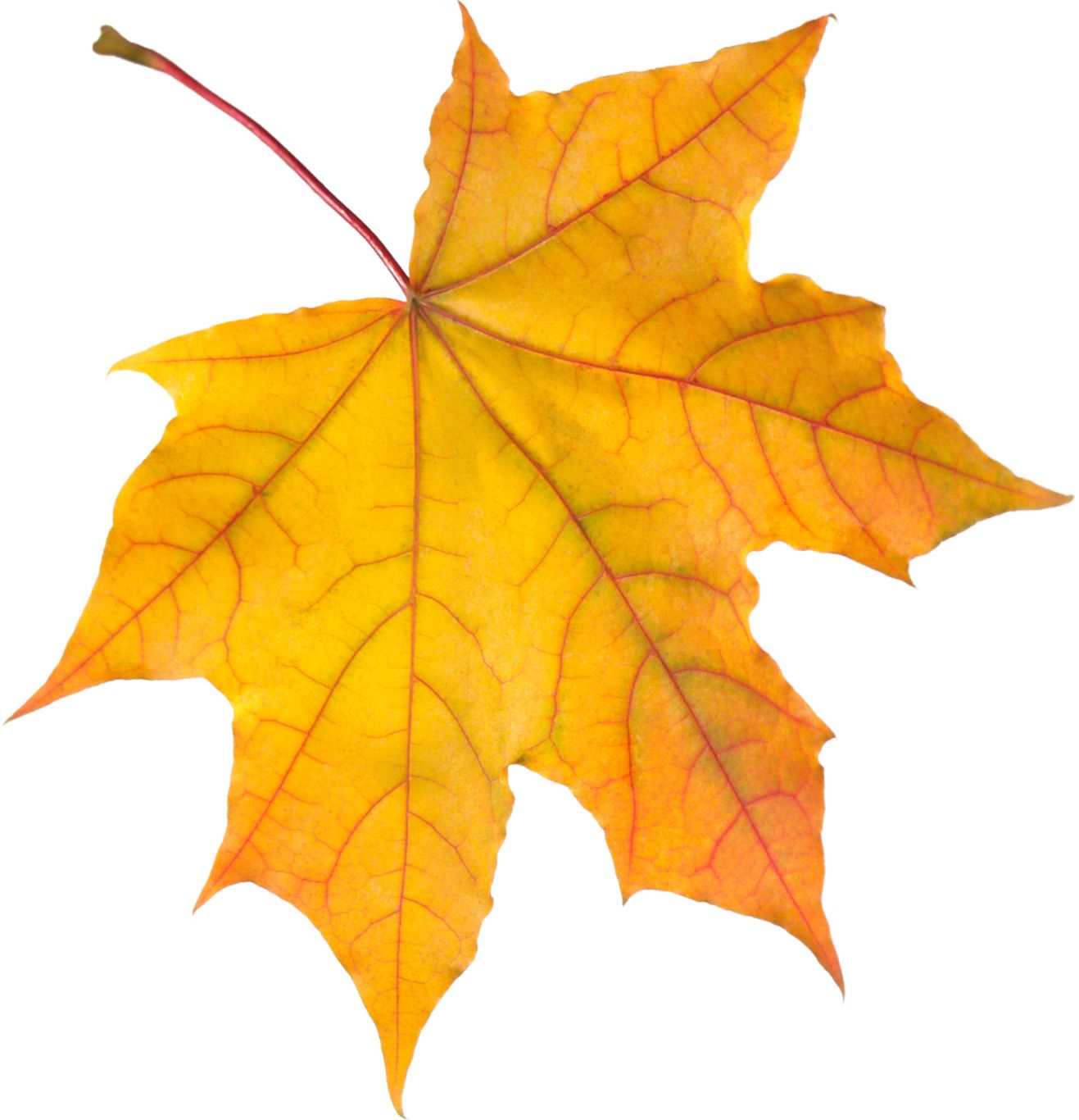autumn PNG leaf     图片编号:3571