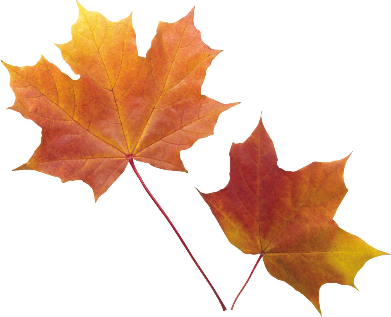 autumn PNG leaf     图片编号:3572
