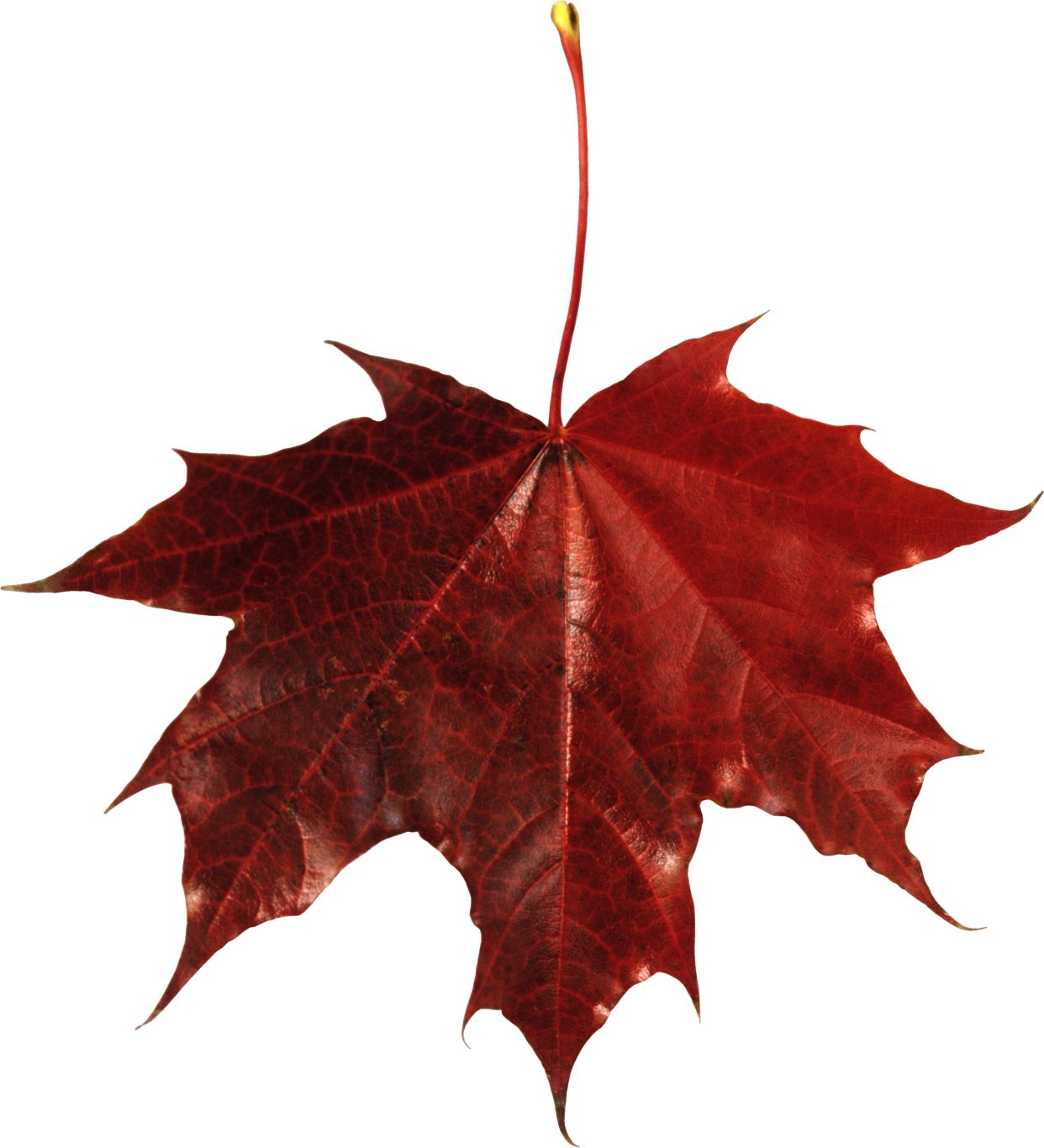 autumn PNG leaf     图片编号:3575