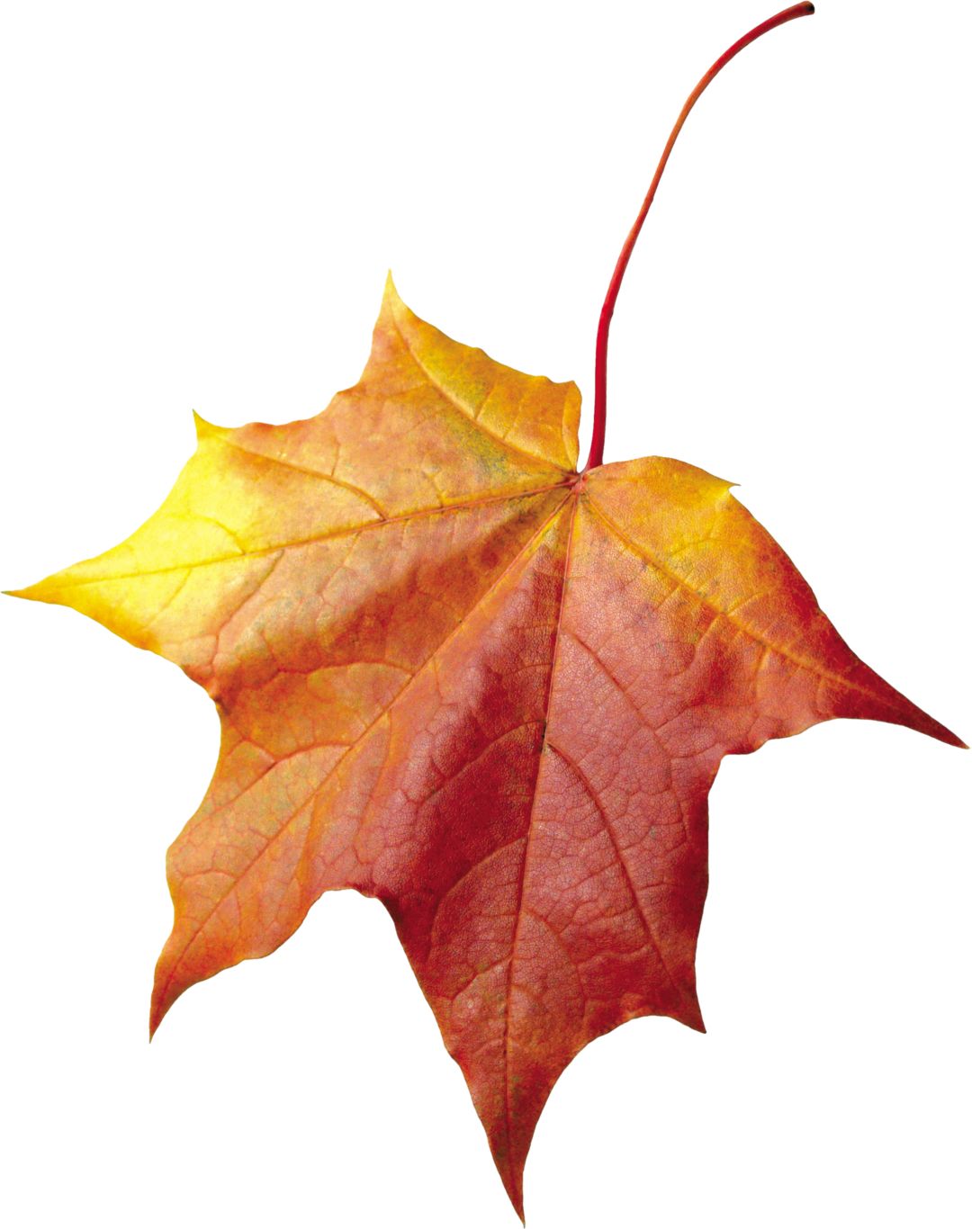 autumn PNG leaf     图片编号:3576