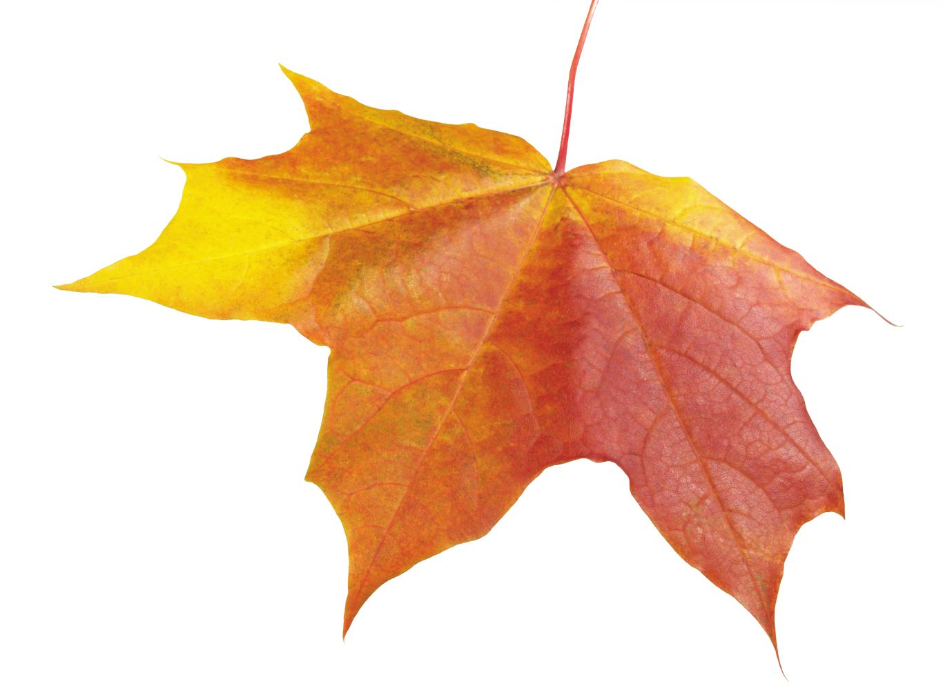 autumn PNG leaf     图片编号:3578