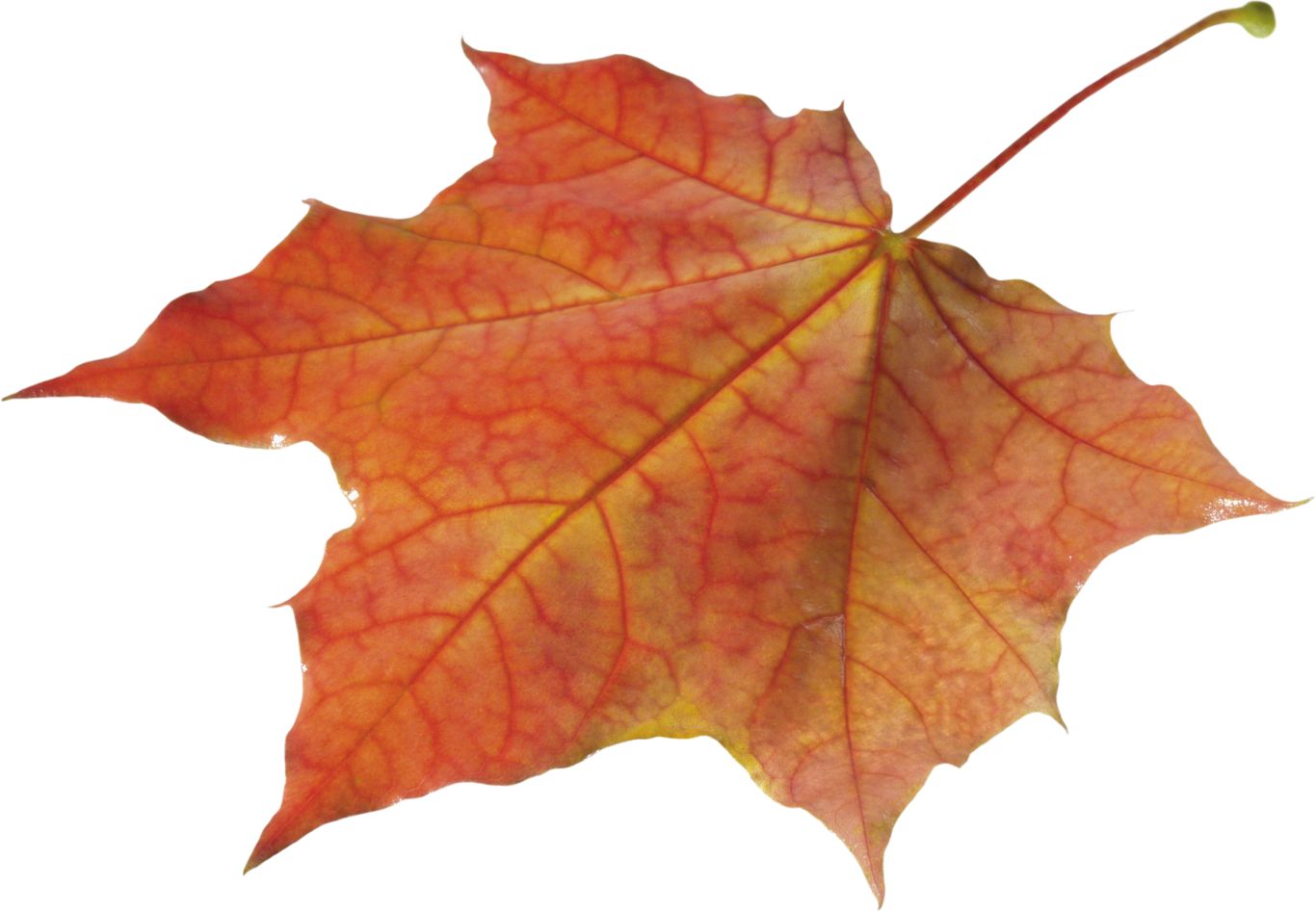 autumn PNG leaf     图片编号:3579
