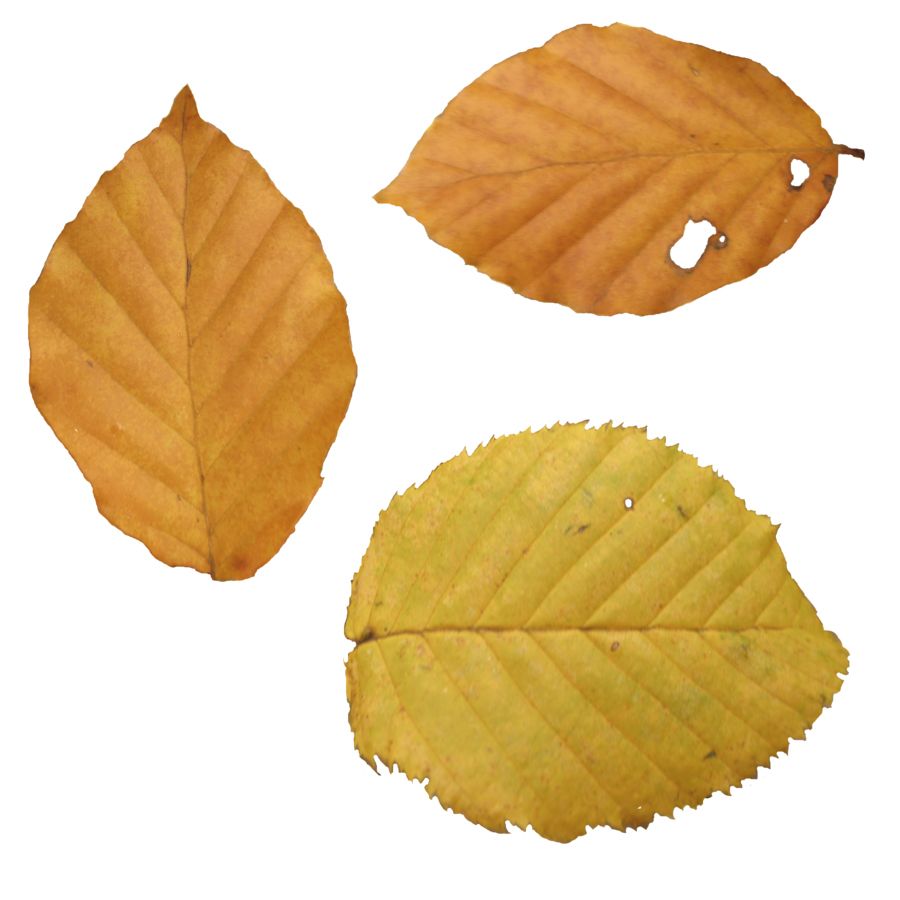 autumn PNG leaf     图片编号:3581