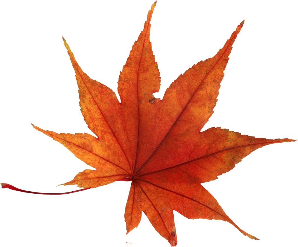 autumn PNG leaf     图片编号:3582