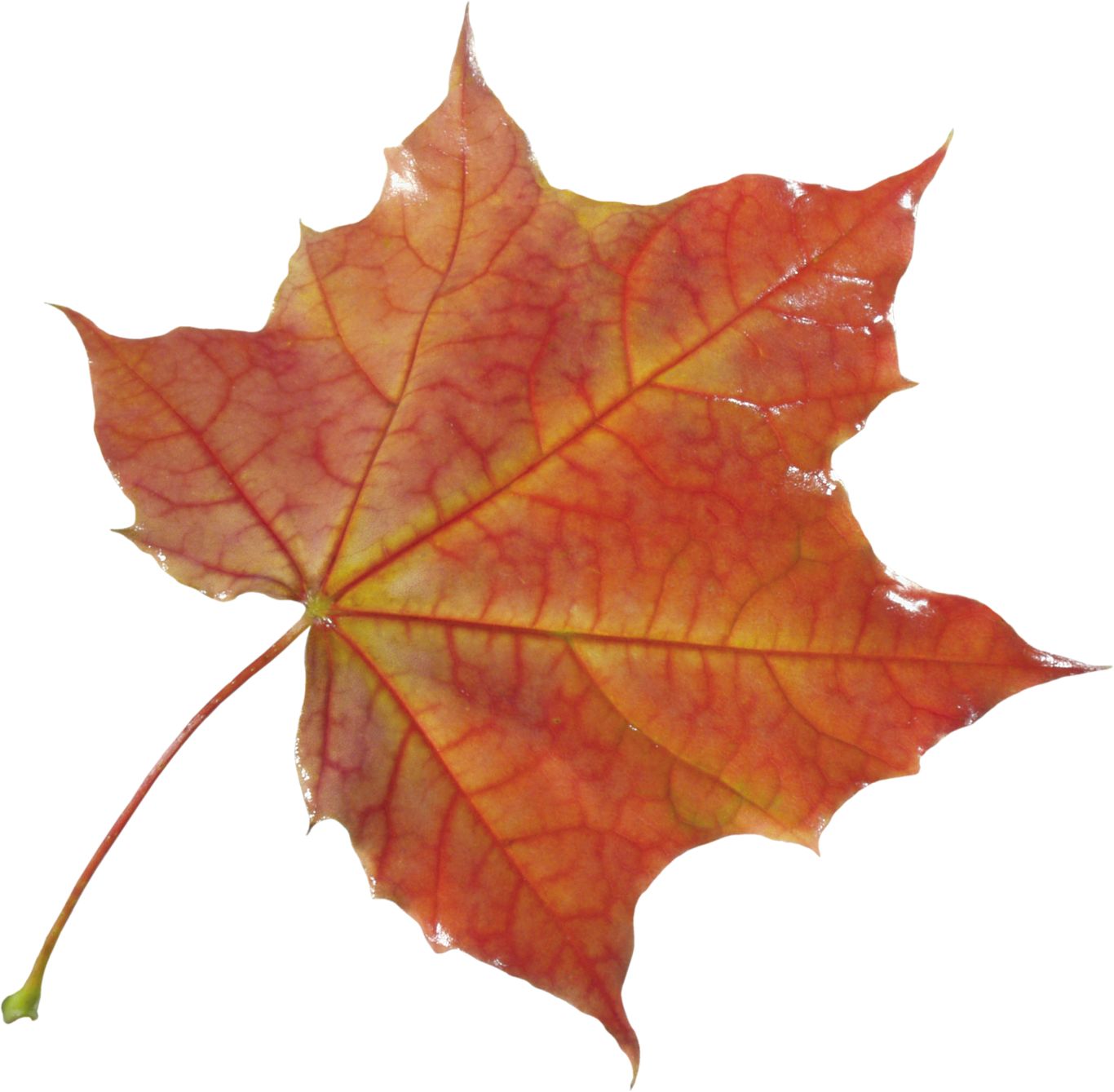 autumn PNG leaf     图片编号:3583