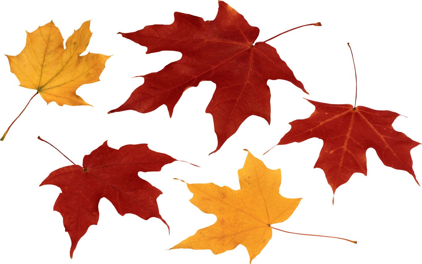 autumn PNG leaf     图片编号:3586