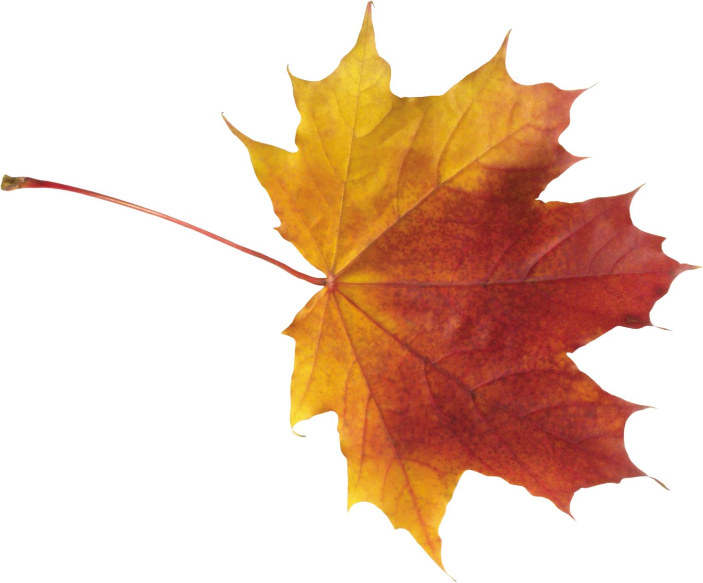 autumn PNG leaf     图片编号:3587